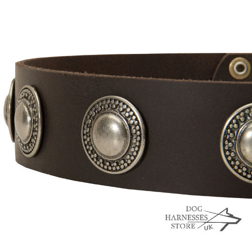 Studded Dog Collar