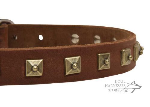 Dog Buckle Collar