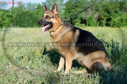 Leather Braided Dog Collar