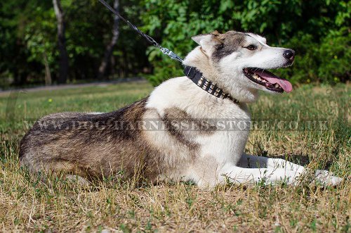 Studded Dog Collar