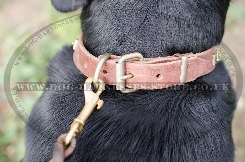 Dog Walking Collar