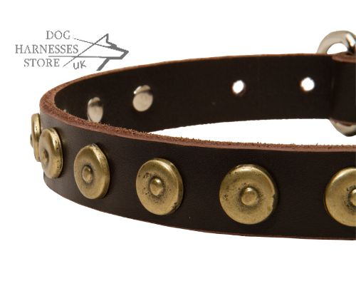 Dog Collar for Shar-Pei