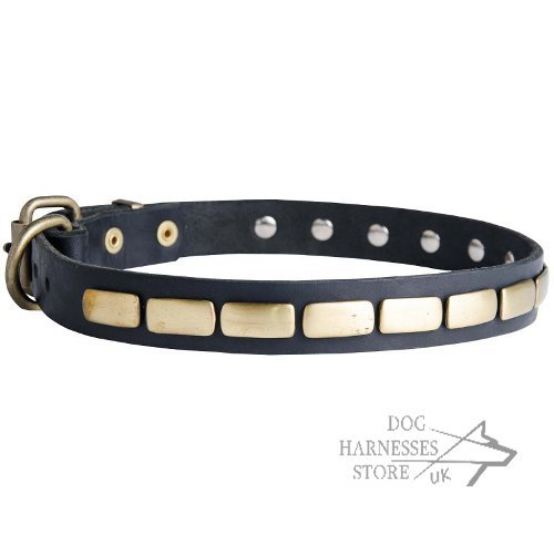 Dog Collar for Shar-Pei