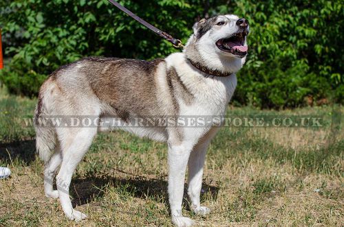 Dog Walking Collar