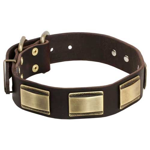 Decorative Dog Collar UK