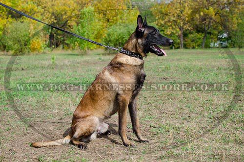 Dog Walking Collar