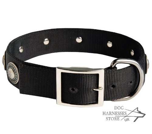 Nylon Dog Collars UK