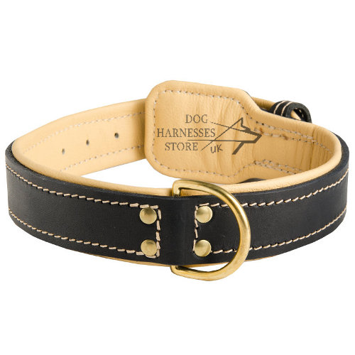 Padded  Dog Collar