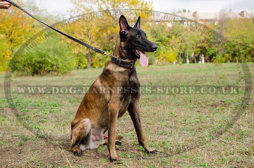 Padded Leather Dog Collar