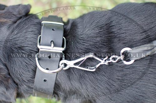 Leather Dog Collar UK