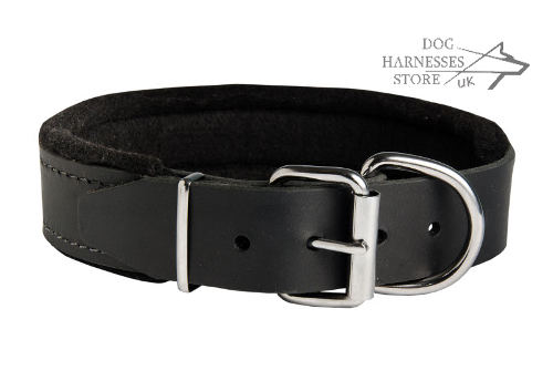 Padded Leather Dog Collar