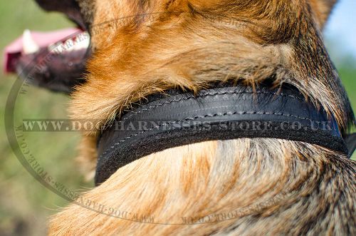 Padded Leather Dog Collar