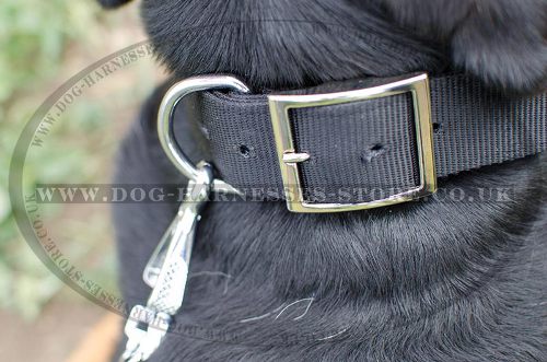 Dog Collar with Name Plate