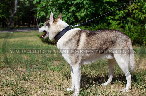 Soft Leather Dog Collar
