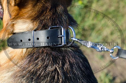 Buckle Dog Collar