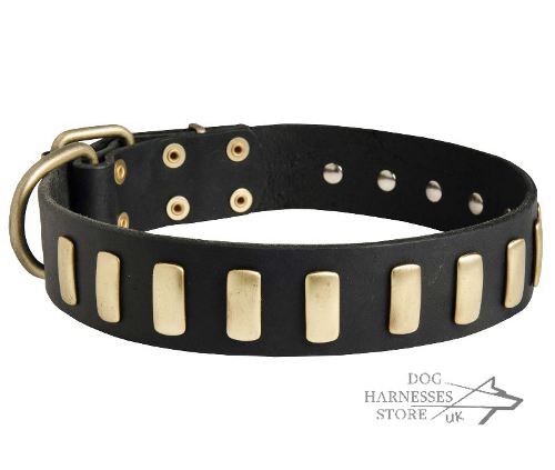 Stylish Dog Collar