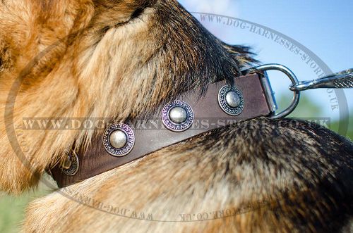 Studded Dog Collar