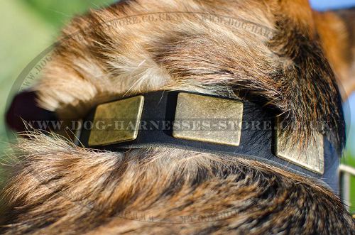 Wide Dog Collar