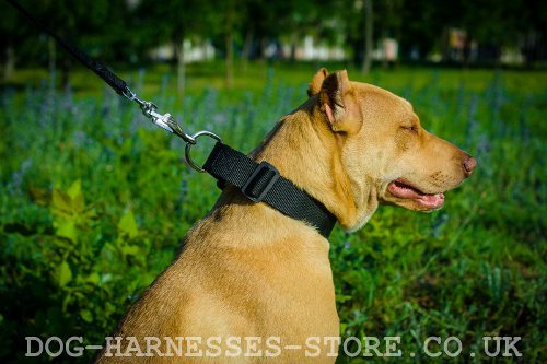 Adjustable Nylon Dog Collar