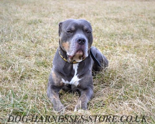 Alaunt Bulldogge Collar