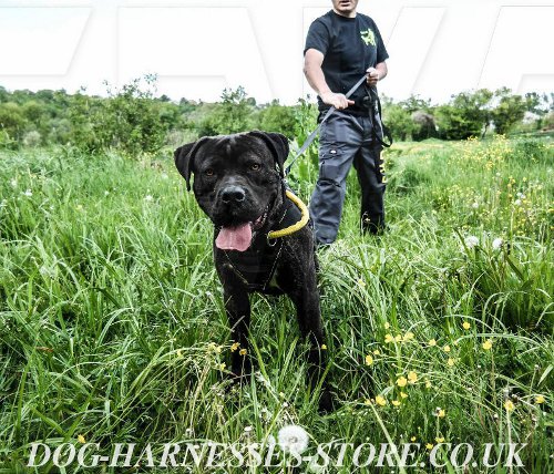 Bandogge Mastiff Collar UK