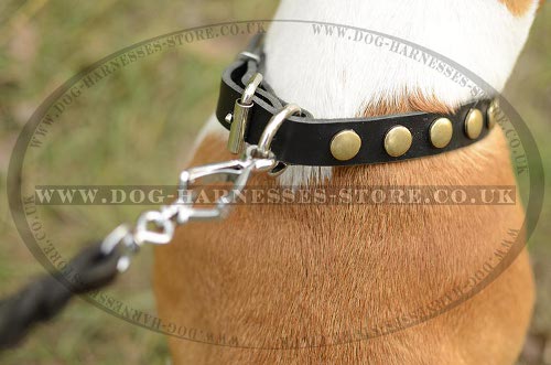 American Staffordshire Terrier Collar UK