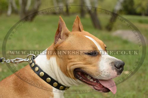 Amstaff Collar UK Thin Leather