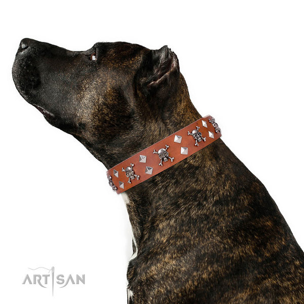 Amstaff Collars