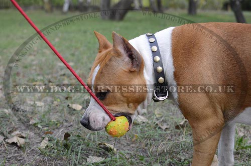 Amstaff Dog Collar UK Studded