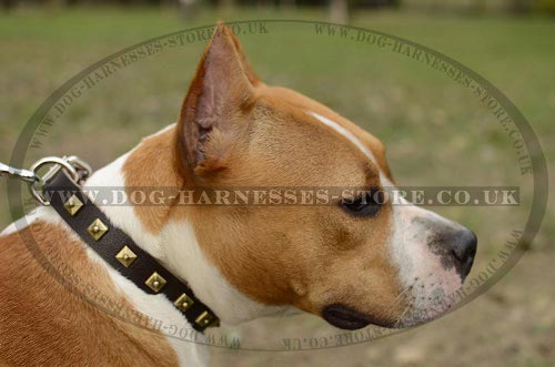 Amstaff Dog Collar UK