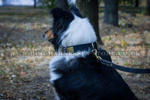 Collar for Collie