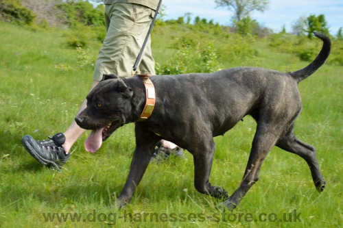 Leather Dog Collar