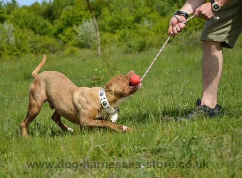 Walking Dog Collar