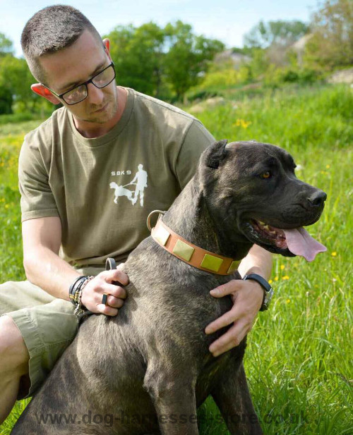 Brass Studded Dog Collar