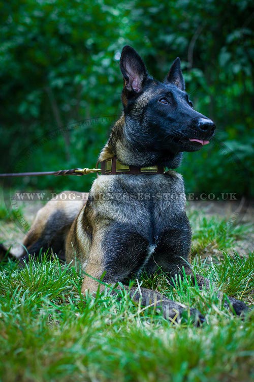 Belgian Malinois Collar