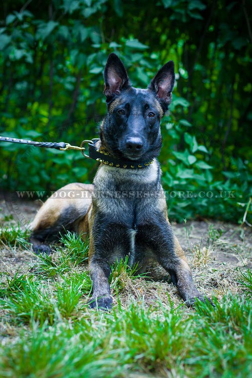 Belgian Malinois Collar