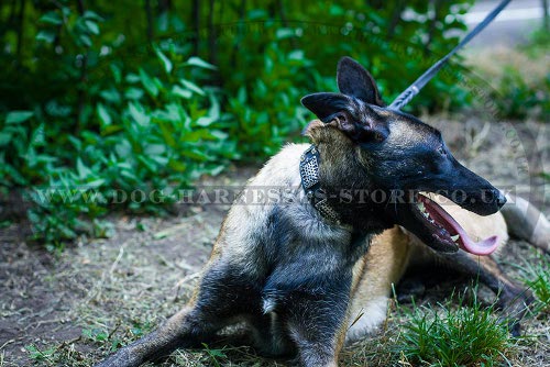 Belgian Malinois Collars