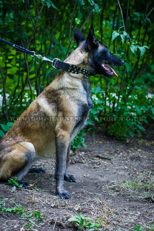 Malinois Collar UK