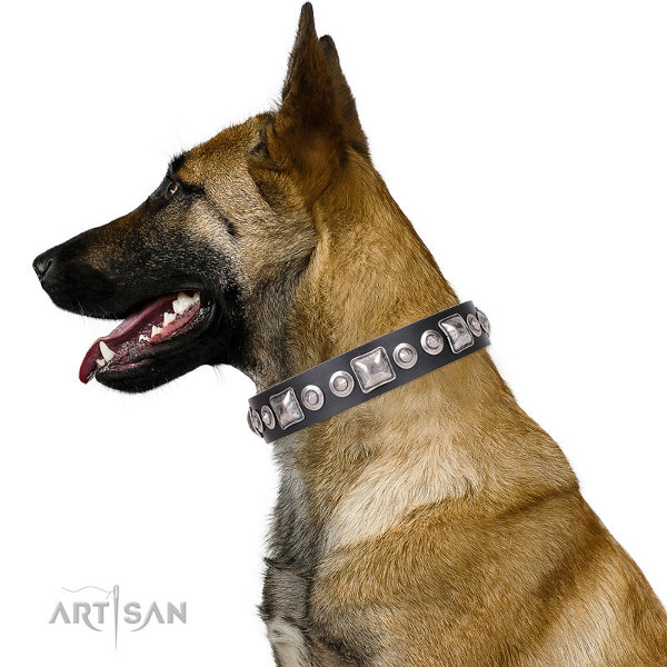 Belgian Malinois Collars