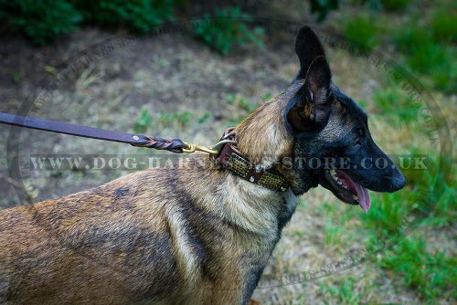 Belgian Malinois Collars