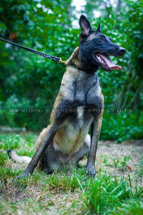 Belgian Malinois Collars