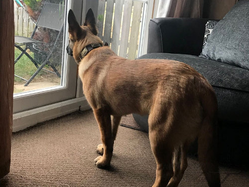 Belgian Malinois Leather Collar