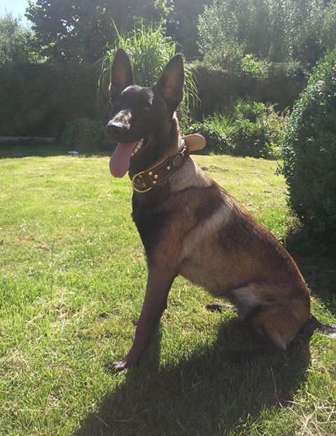 Belgian Malinois Leather Collar