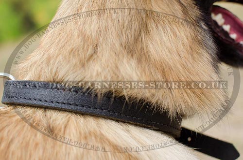 Belgian Tervuren Collar