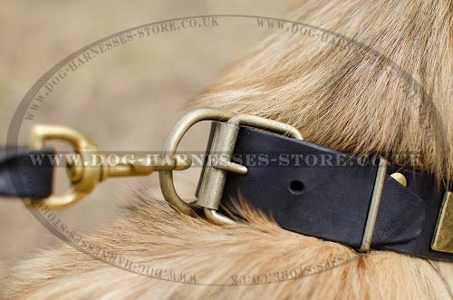 Belgian Tervuren Collar