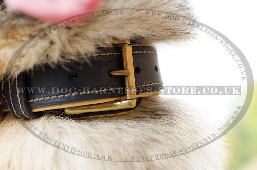 Belgian Tervuren Collar