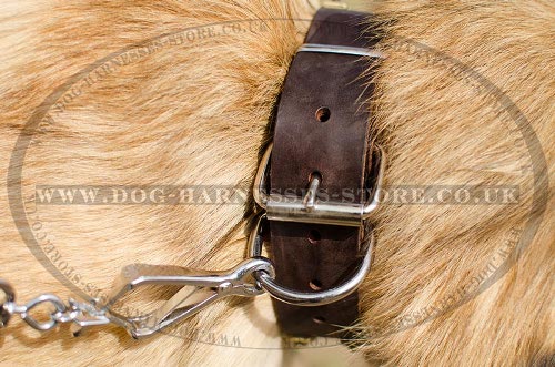 Belgian Tervuren Collar