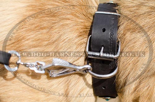 Belgian Tervuren Collar