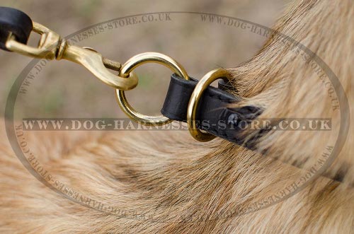 Belgian Tervuren Collar