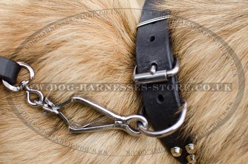 Belgian Tervuren Collar